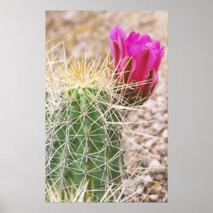 Poster N.A., EUA, AZ, Phoenix, Jardim Botânico do Deserto