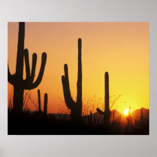 Pôster N.A., EUA, AZ, Saguaro NP, Saguaro Sunset