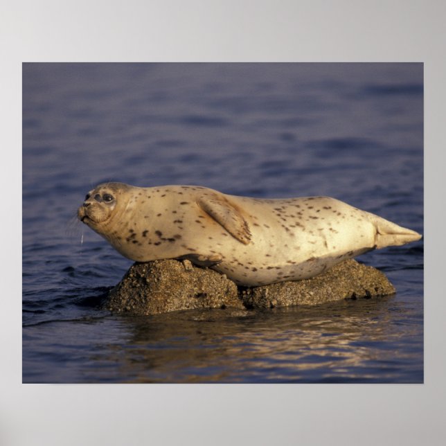 Poster N.A., EUA, Califórnia, Monterey. Foca-comum (Frente)