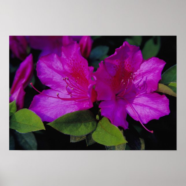 Poster N.A. EUA, Geórgia, Savannah. Azaléia em flor. (Frente)