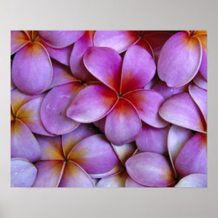 Pôster N.A., EUA, Maui, Havaí. A Plumeria Rosa floresce.