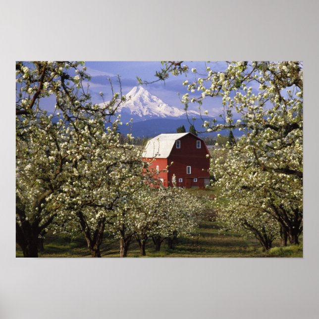 Pôster N.A., EUA, Oregon, Condado de Hood River. Vermelha (Frente)