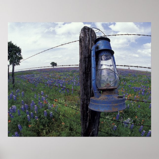 Poster N.A., EUA, Texas, Llano, Lanterna Azul, Carvalho (Frente)