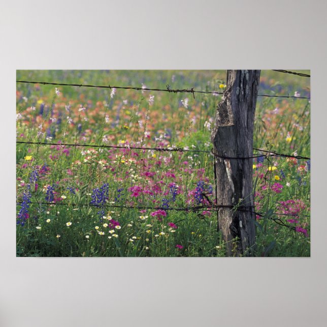 Pôster N.A, EUA, Texas, Lytle, Poste de cerca e (Frente)