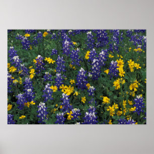 Poster N.A., EUA, Texas, Marble Falls, Blue Bonnets