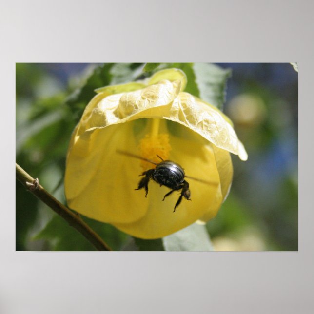 Pôster Na busca (Frente)