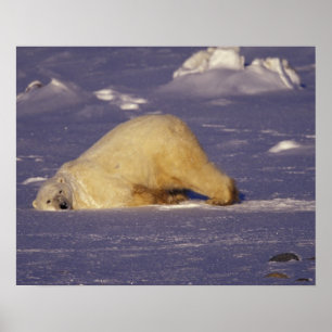 Pôster NA, Canadá, Manitoba, Churchill, Urso polar