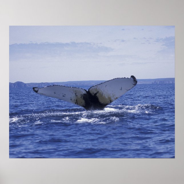 Pôster NA, Canadá, Terra Nova, Baía Trinity. Humpback (Frente)