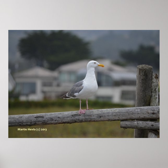 Poster Na cerca (Frente)