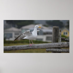 Pôster Na cerca II - Poster/Impressão