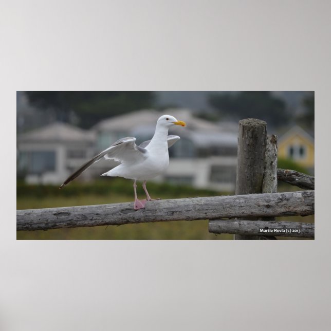 Pôster Na cerca II - Poster/Impressão (Frente)
