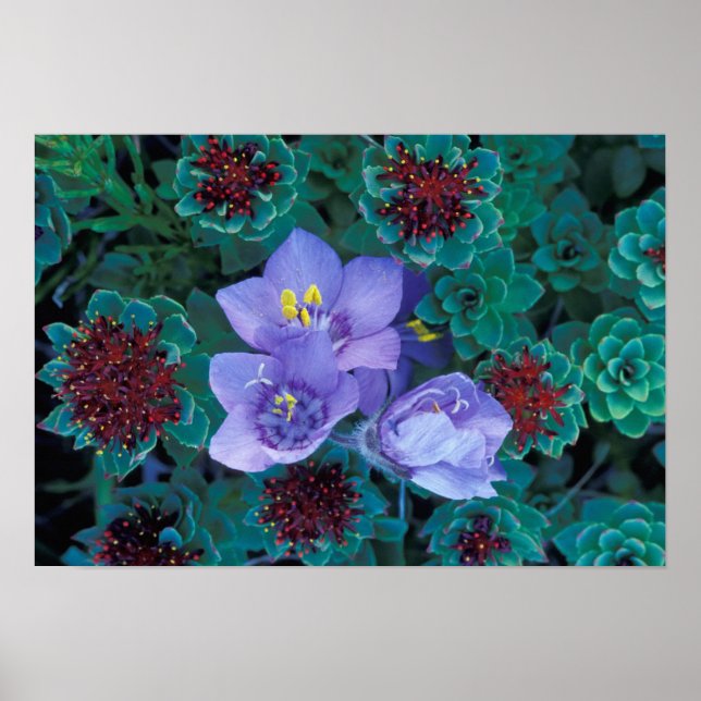 Pôster NA, EUA, Alasca, Ilhas Aleutas, Flores Selvagens (Frente)