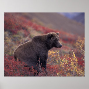 Poster NA, EUA, Alasca, Parque Nacional Denali. Uma fêmea