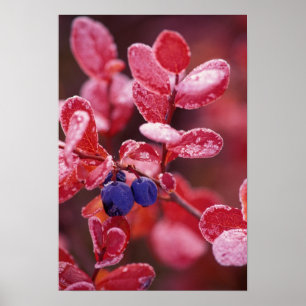 Poster NA, EUA, Alaska, Denali NP, Amoras azuis em