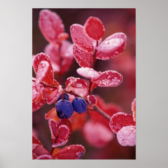 Poster NA, EUA, Alaska, Denali NP, Amoras azuis em (Frente)