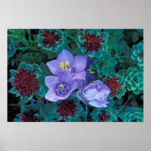 Pôster NA, EUA, Alaska, Ilhas Aleutas, Flores Selvagens