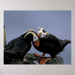 Pôster NA, EUA, Alaska, mar de Bering, Pribilofs.