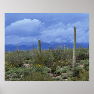 Pôster NA, EUA, Arizona, Monumento Nacional de Saguaro,