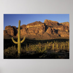 Pôster NA, EUA, Arizona. Organ Pipe Cactus Nacional 2