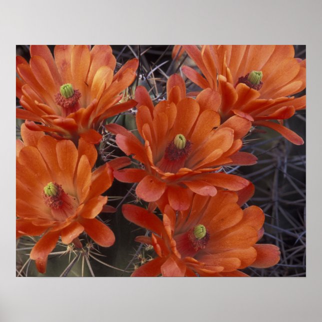 Poster NA, EUA, Arizona, San Xavier. Cacto Claret Cup (Frente)