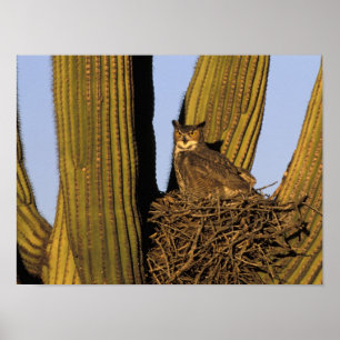 Poster NA, EUA, Arizona, Tucson. Coruja-grande