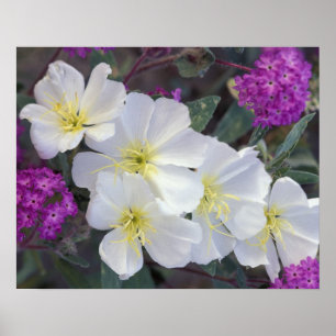 Pôster NA, EUA, Califórnia, Anza Borrego, Estado do Deser