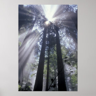 Pôster NA, EUA, Califórnia. Del Norte