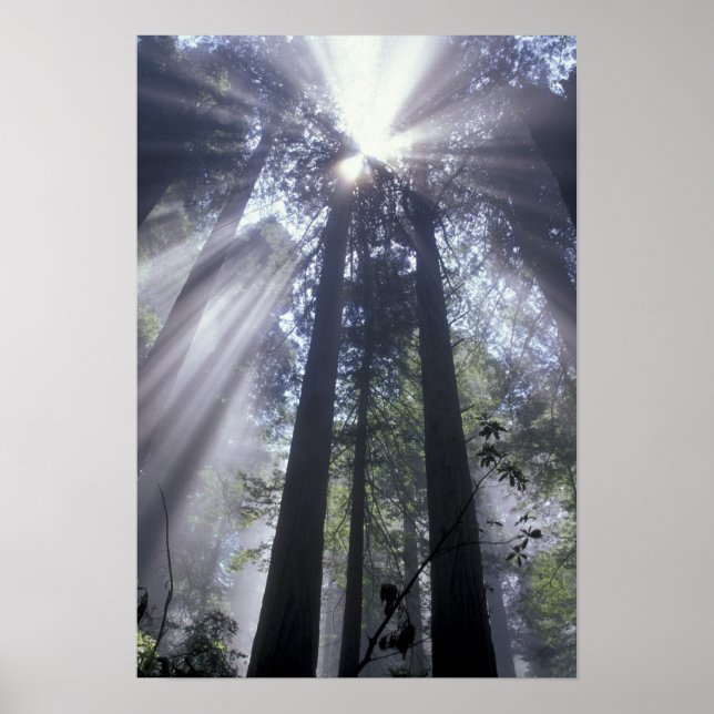 Pôster NA, EUA, Califórnia. Del Norte Costa (Frente)