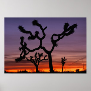 Pôster NA, EUA, Califórnia. Parque Nacional Joshua Tree