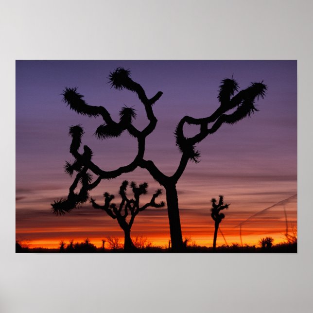 Poster NA, EUA, Califórnia. Parque Nacional Joshua Tree (Frente)