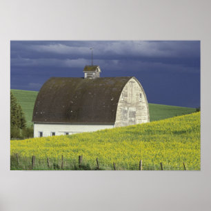 Pôster NA, EUA, Idaho, ao sul de Genesse, campo de Canola