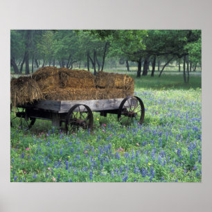 Poster NA, EUA, Texas, a leste de Devine, Velha carroça e
