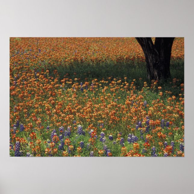 Pôster NA, EUA, Texas, Hill Country, Paint brush e (Frente)