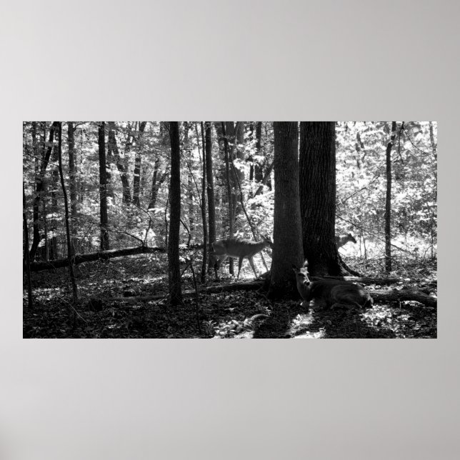 Poster Na Fazenda (Frente)