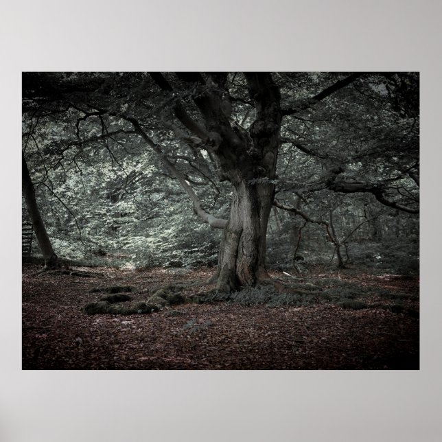 Poster Na floresta de contos de fadas (Frente)