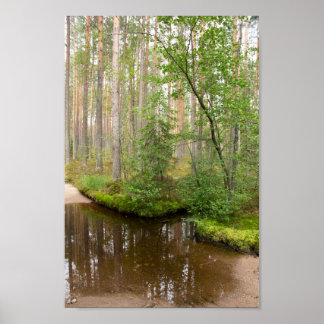 Poster Na floresta depois da chuva