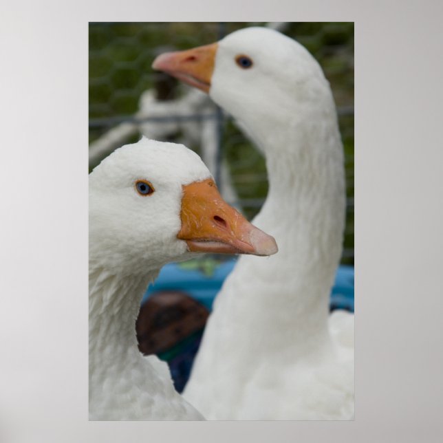 Poster Na Fowl Barn (Frente)