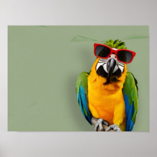 Poster Na moda de papagaio em óculos escuros