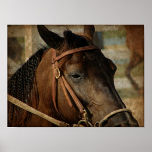 Pôster Na mostra do cavalo