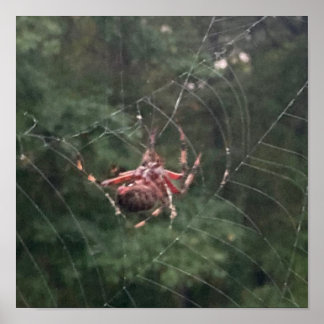 Poster Na Teia (Aranha na teia)
