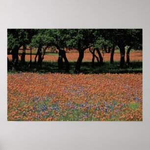 Pôster NA, Texas, Texas Hill Country, Buchan Dam,