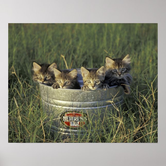 Poster NA, USA, Florida, rural Florida. Eight-week-old (Frente)