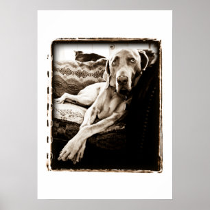 Pôster Nação de Weimaraner: De "A cadeira Ballou "