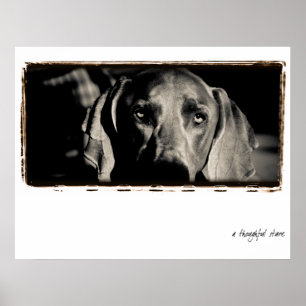 Poster Nação de Weimaraner: "Um olhar fixo pensativo "