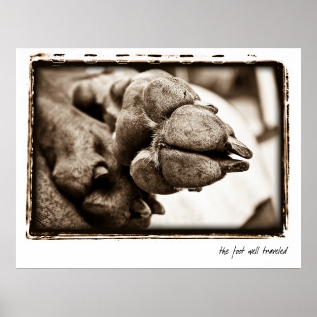 Poster Nação Weimaraner : "O Pé Bem Viajado" (Frente)