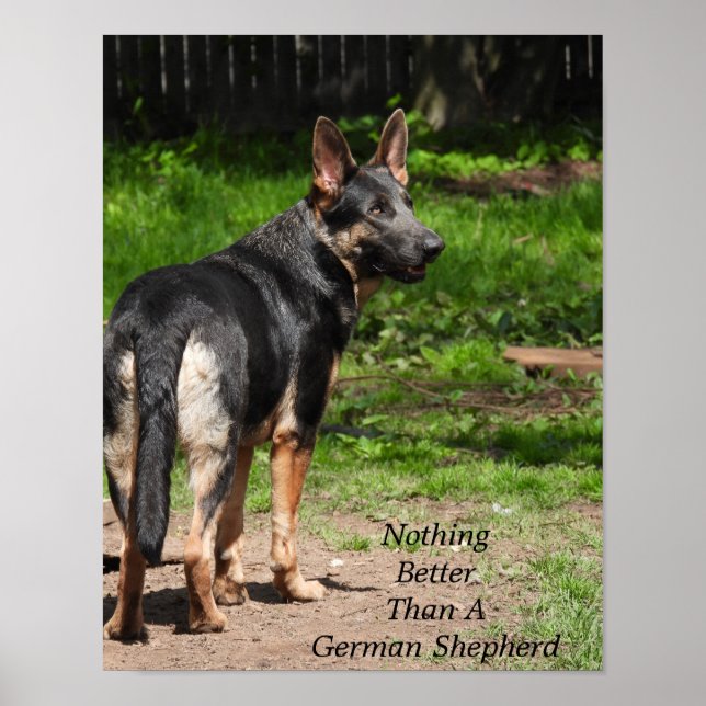 Poster Nada melhor que um German shepherd (Frente)