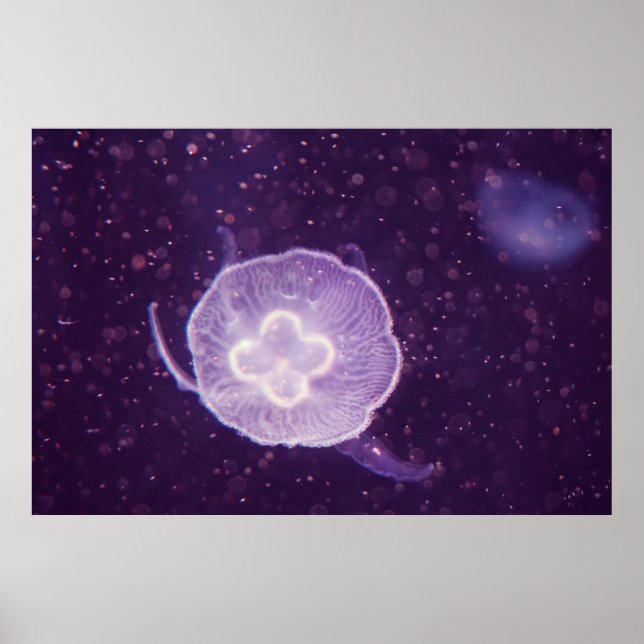 Poster Nadação de água-viva (Frente)