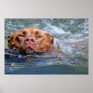 Pôster Nadação de Cães
