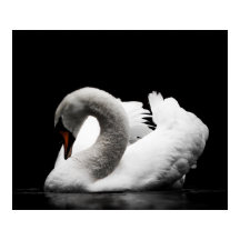 Nadador branco espantoso sobre fundo preto