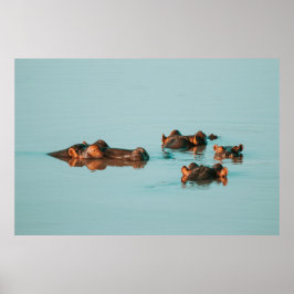 POSTER NADANDO HIPPOS